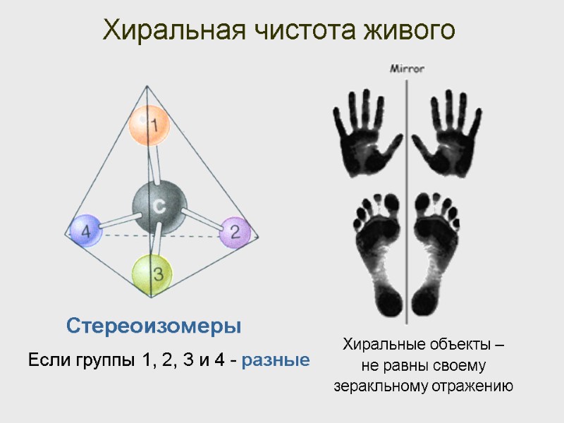 Хиральная чистота живого Если группы 1, 2, 3 и 4 - разные Хиральные объекты